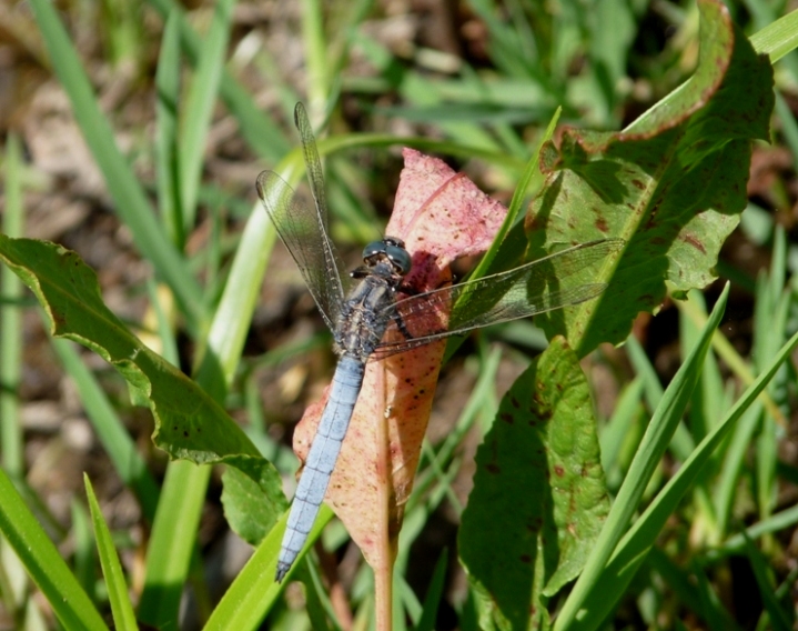 Libellula azzurra da determinare